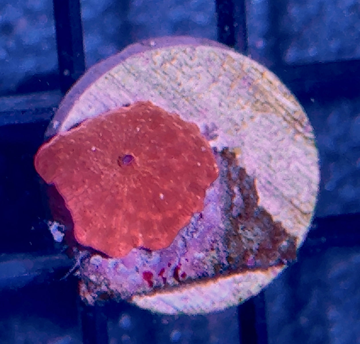 Super Red Disco Mushroom