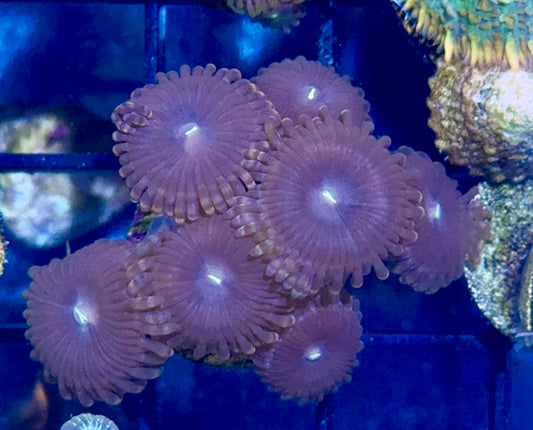 Zoa