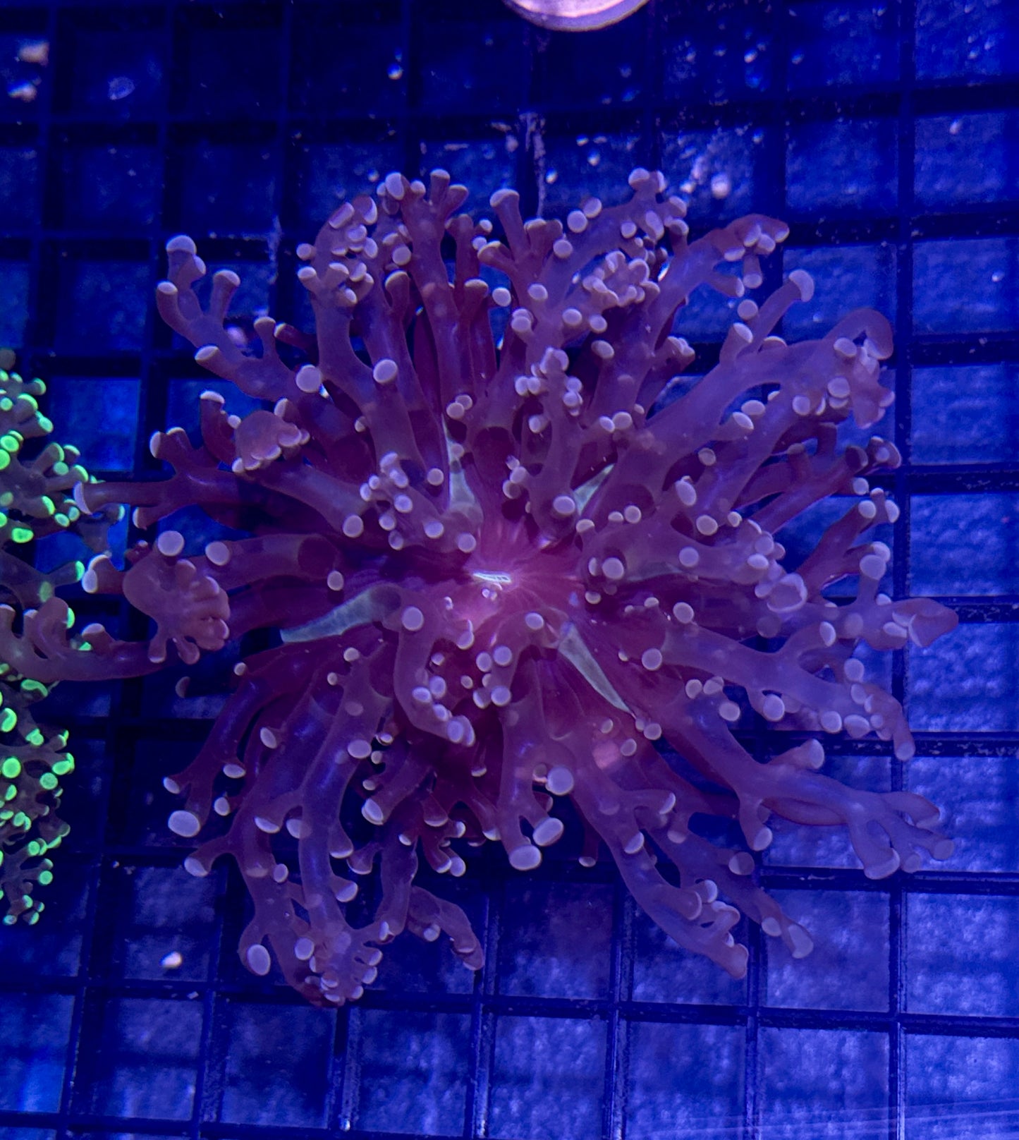 Peach Branching Frogspawn