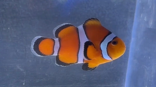 Stubby Clown (Rescue)