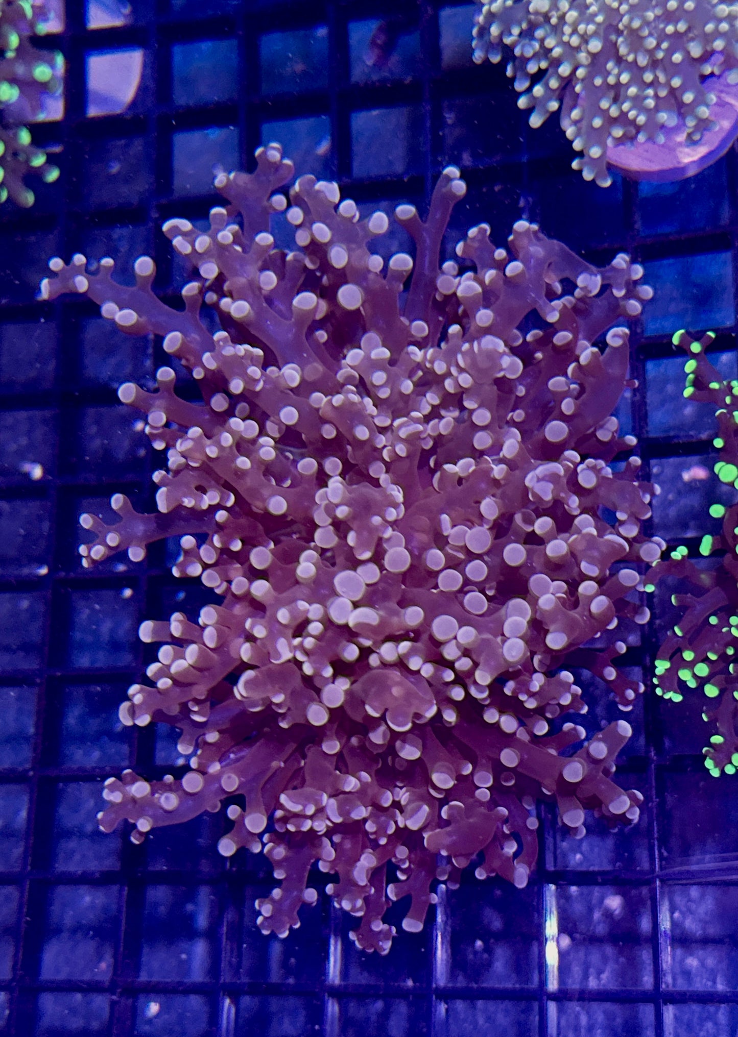 Peach Branching Frogspawn