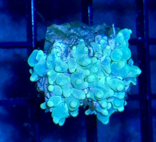 Bubble Coral Frag