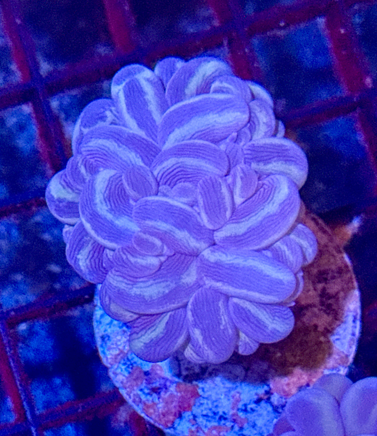 Bubble Coral