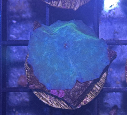 Blue Disco Mushroom