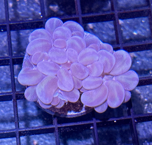 Branching Bubble Coral