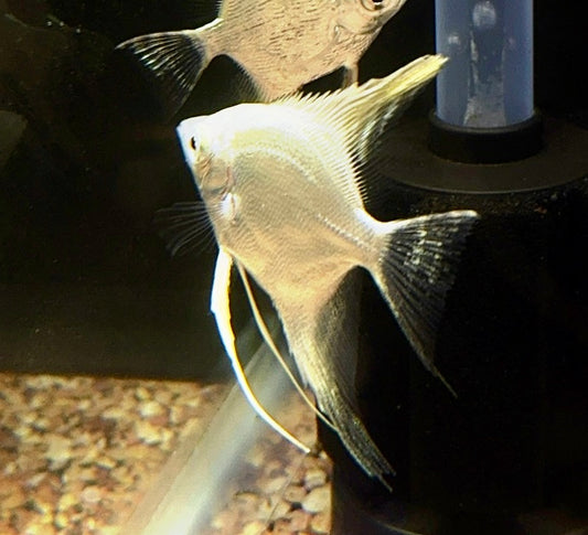 Platinum Angelfish