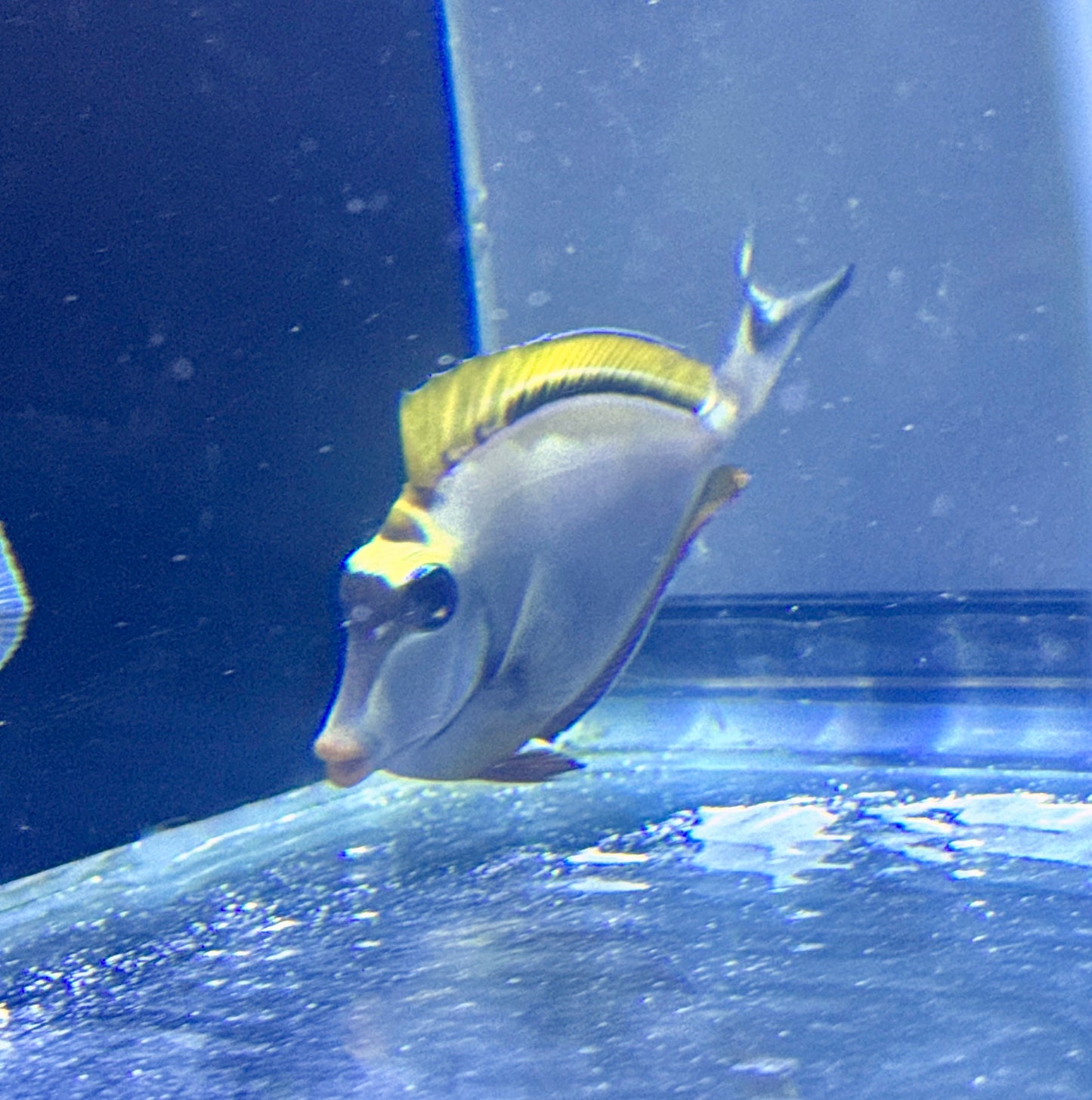 Blonde Naso Tang 3.5”