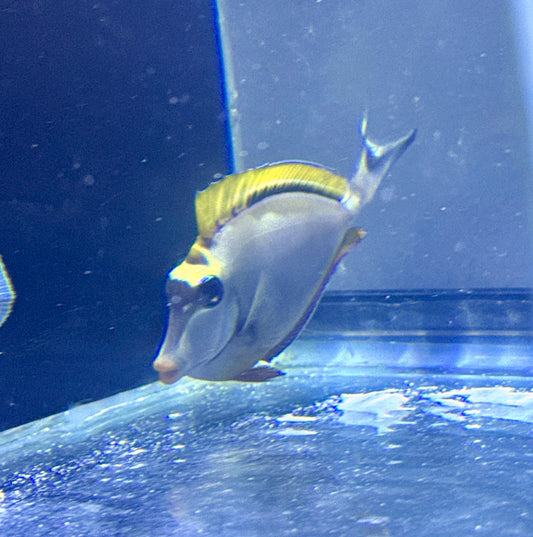 Blonde Naso Tang 3.5”