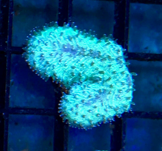 Tongue Coral Frag