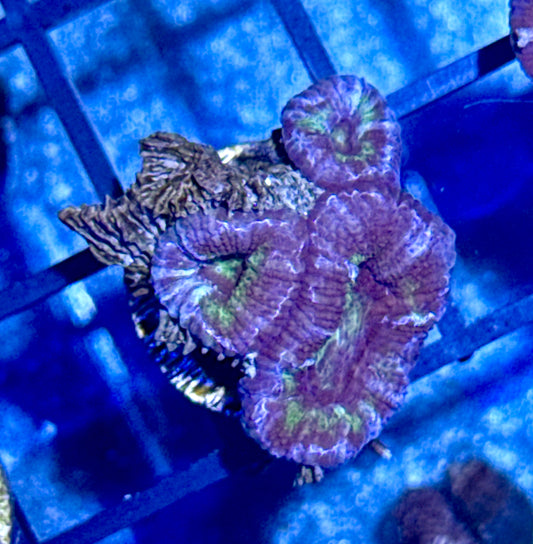 Acan Frag