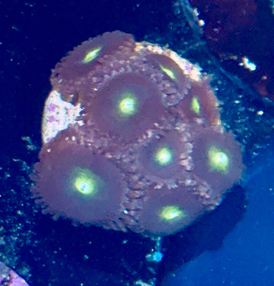 Zoa