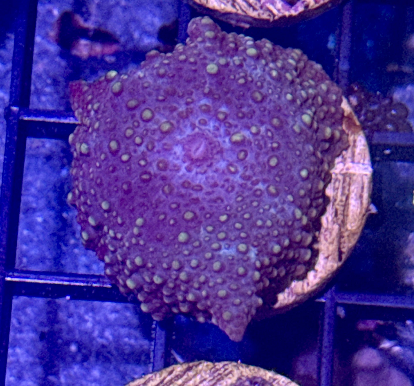 Purple Passion Disco Mushroom