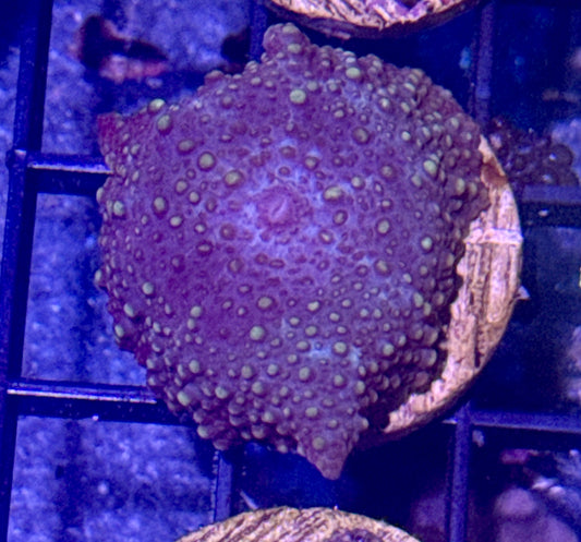 Purple Passion Disco Mushroom