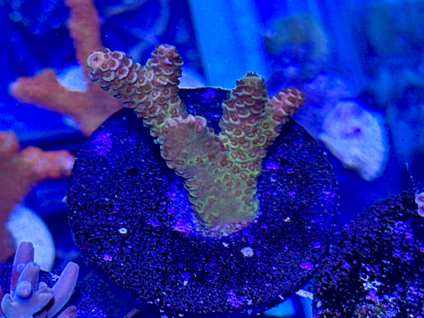 Acro Frag