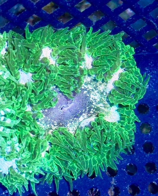 Rock Flower Anemone