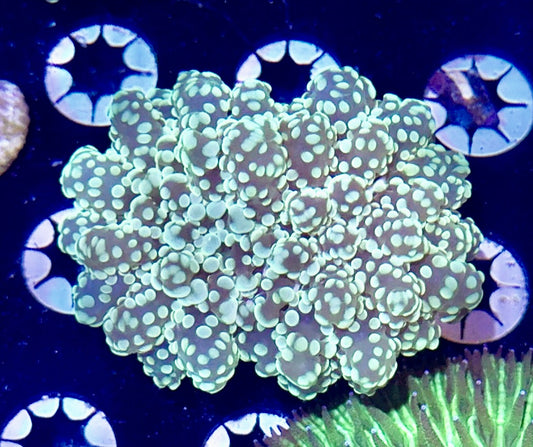 Orange Branching Octospawn