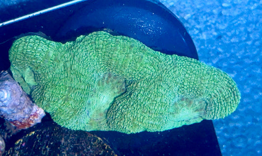 Acan Bowerbanki