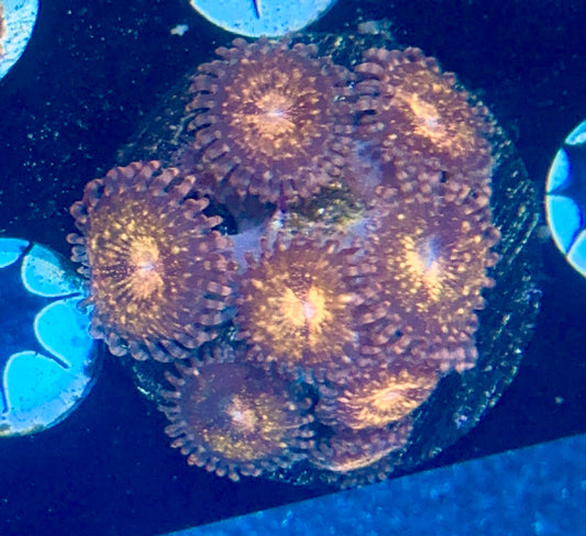 Zoa