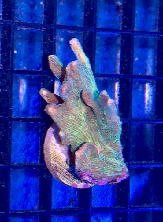 Pectina Frag