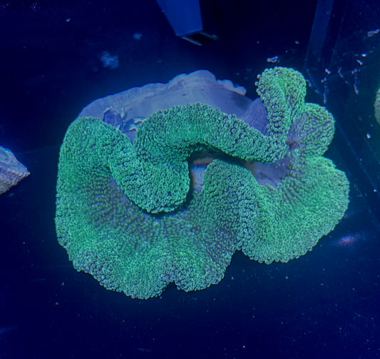 Haddoni Carpet Anemone 5”-6”
