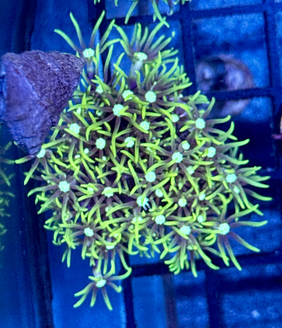Green Star Polyp