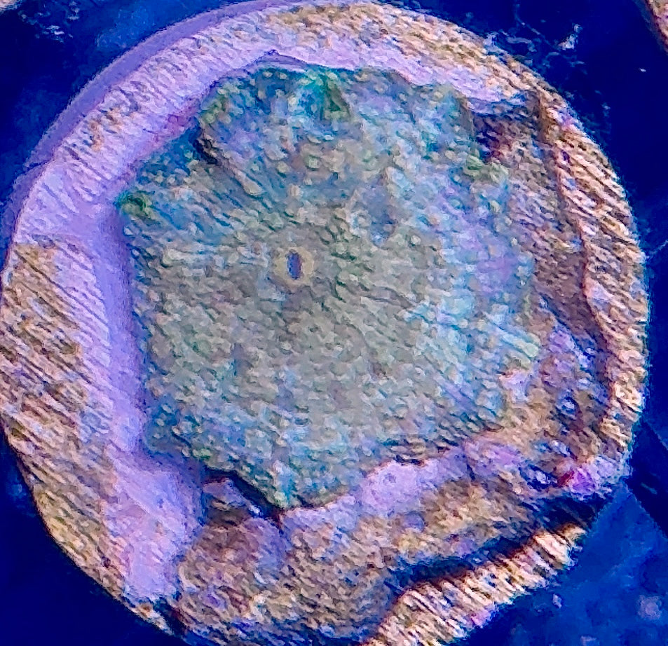 Disco Mushroom