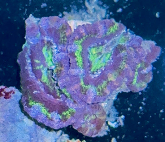 Acan Frag