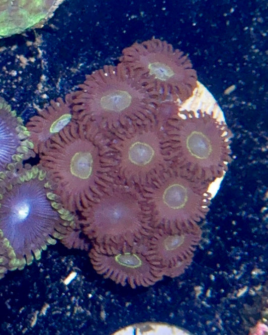 Zoa