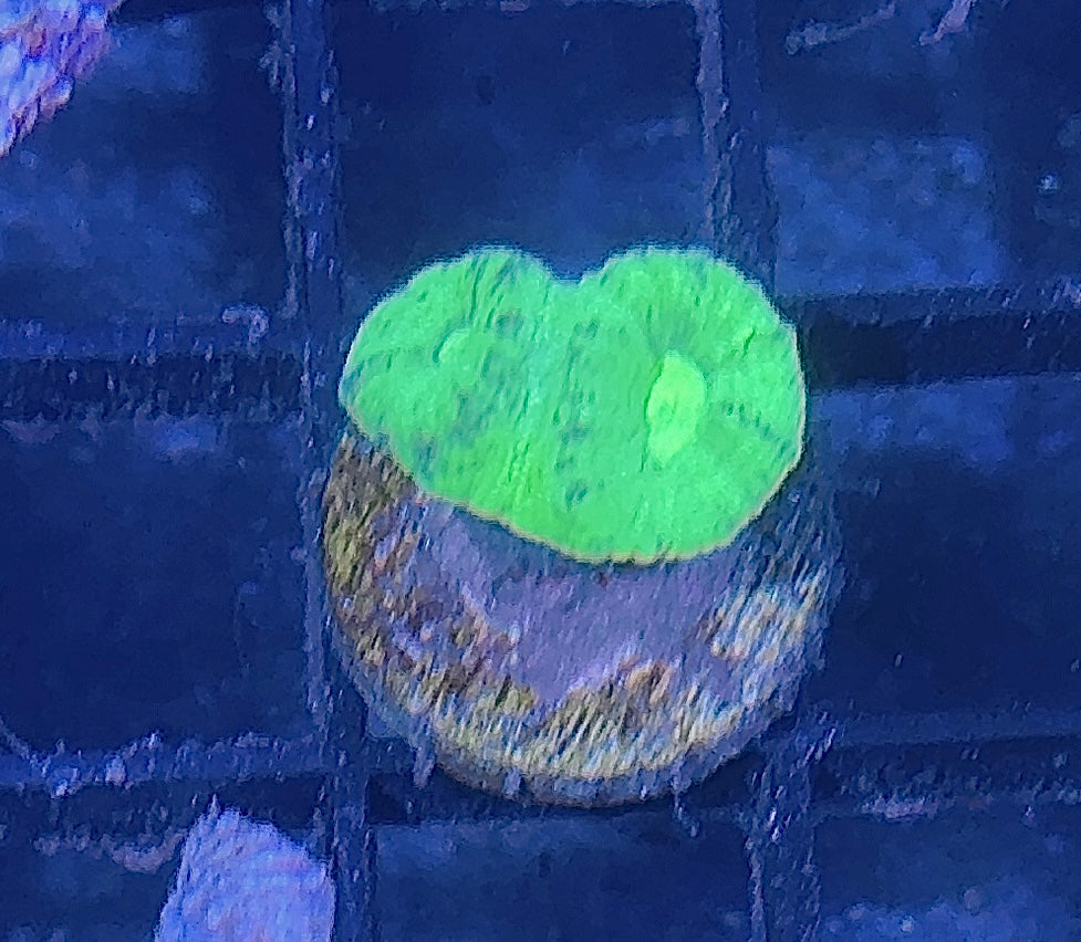 Candy Cane Frag