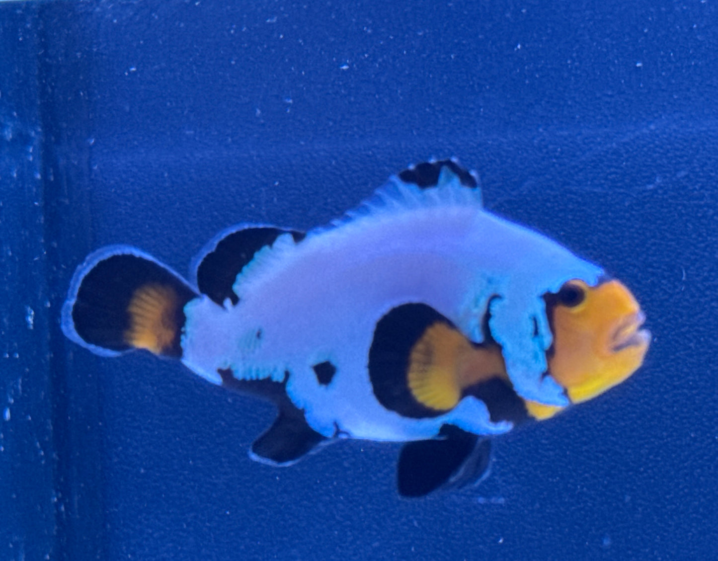Rescue Clown