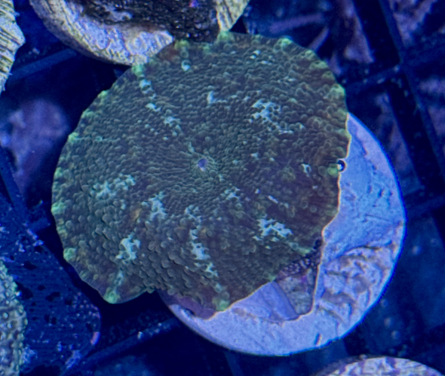 Gold Dust Disco Mushroom