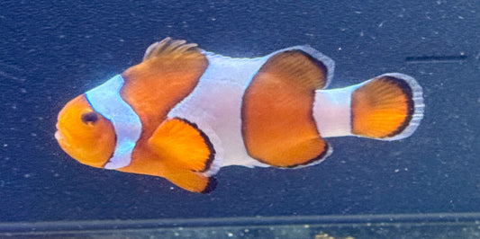 Ocellaris Clown (Rescue)