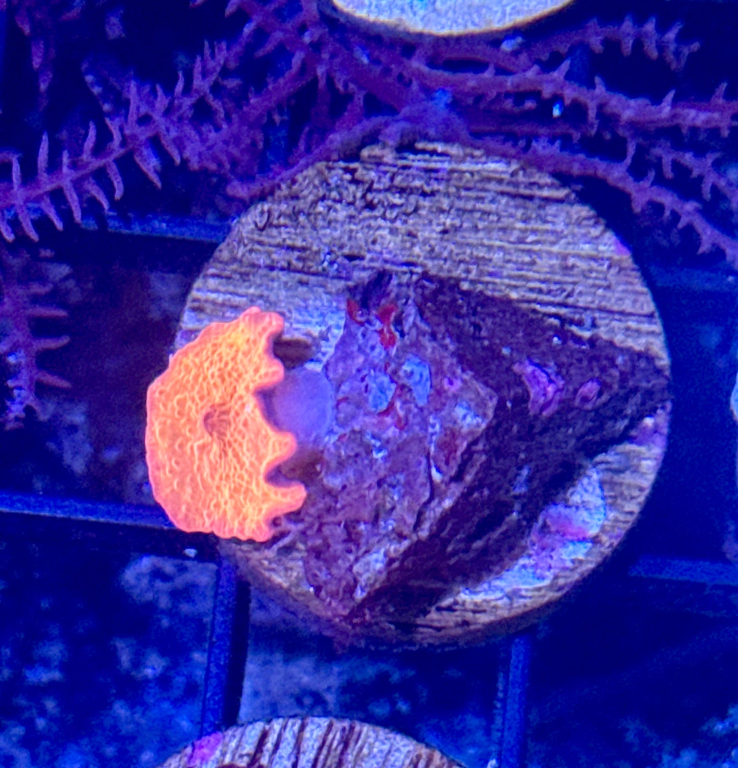 Red Disco Mushroom