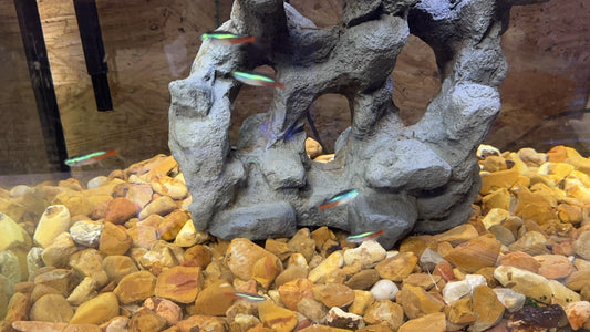 Neon Tetra