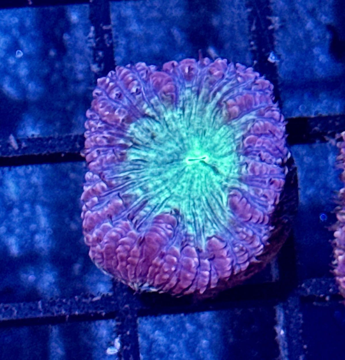 Blastomussa Welsi