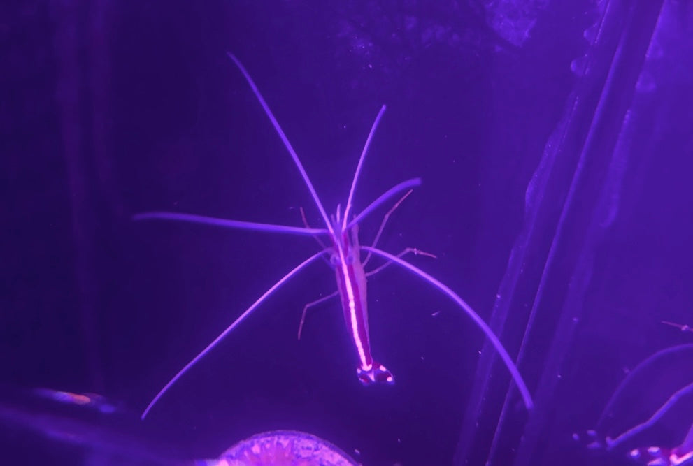 Skunk Cleaner Shrimp