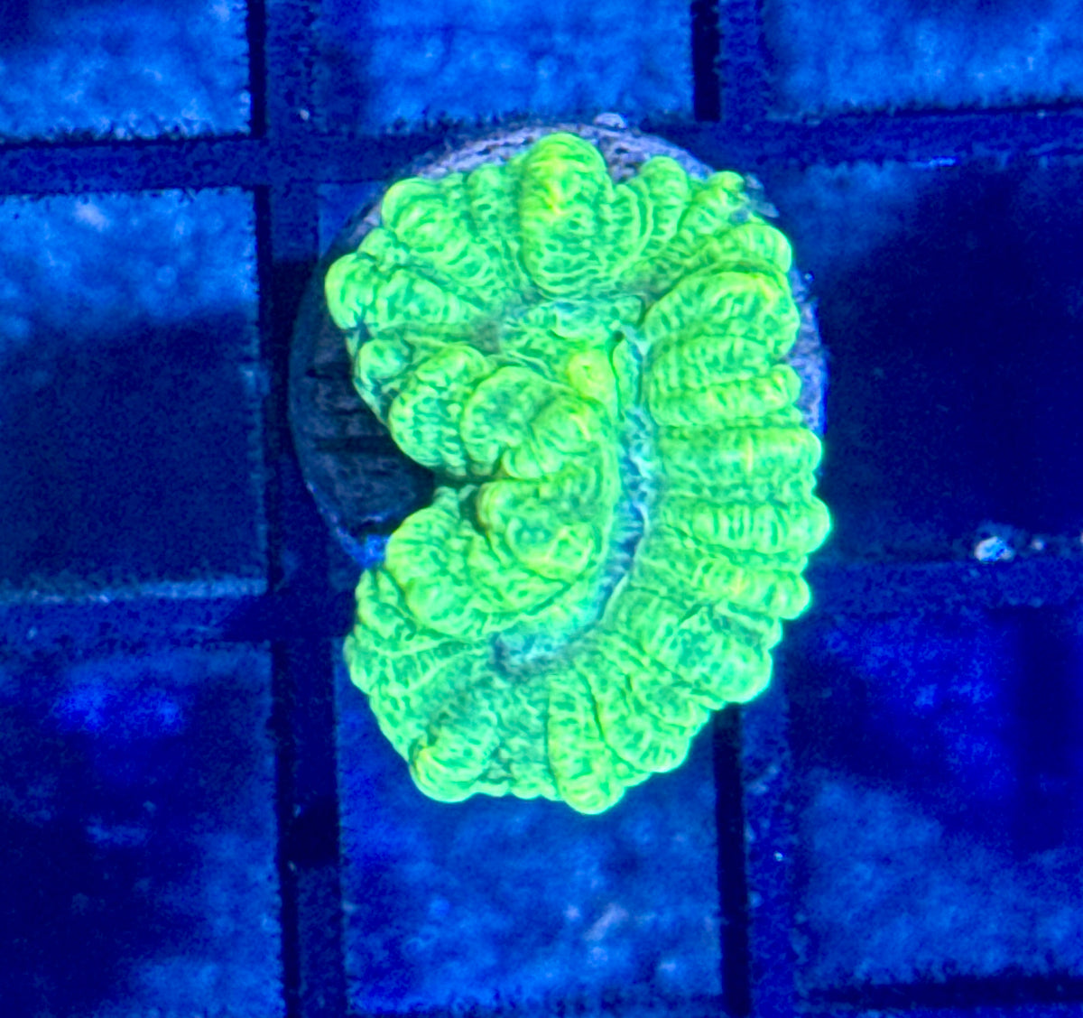 Kryptonite Candy Cane Frag