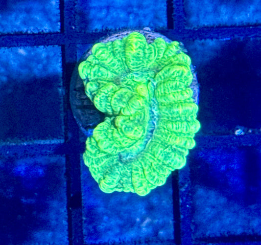 Kryptonite Candy Cane Frag
