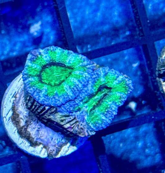 Acan Frag