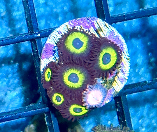 Zoa Frag