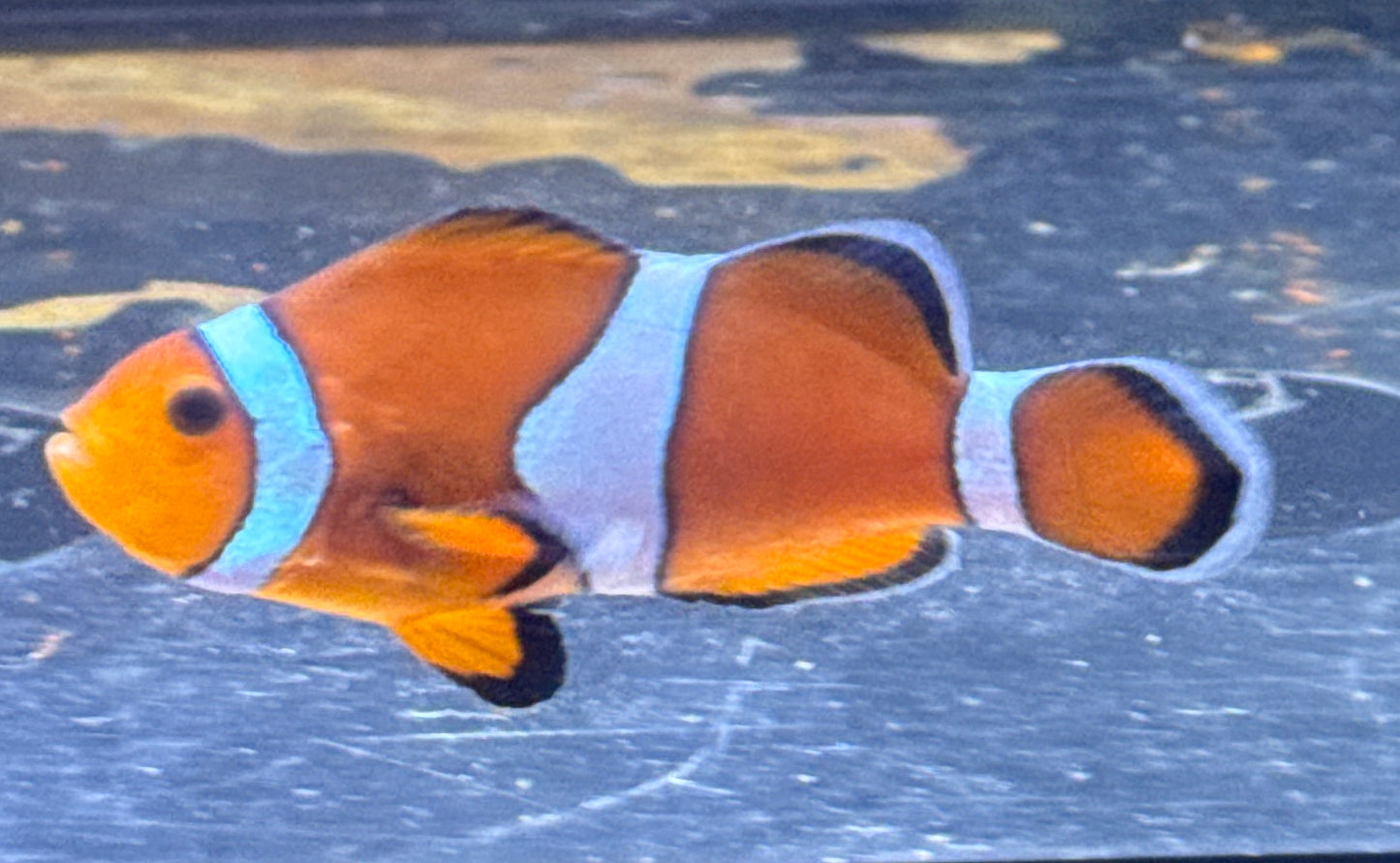 Ocellaris Clown Lg (Rescue)