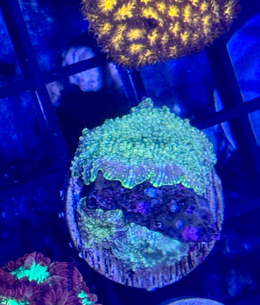 Disco Mushroom