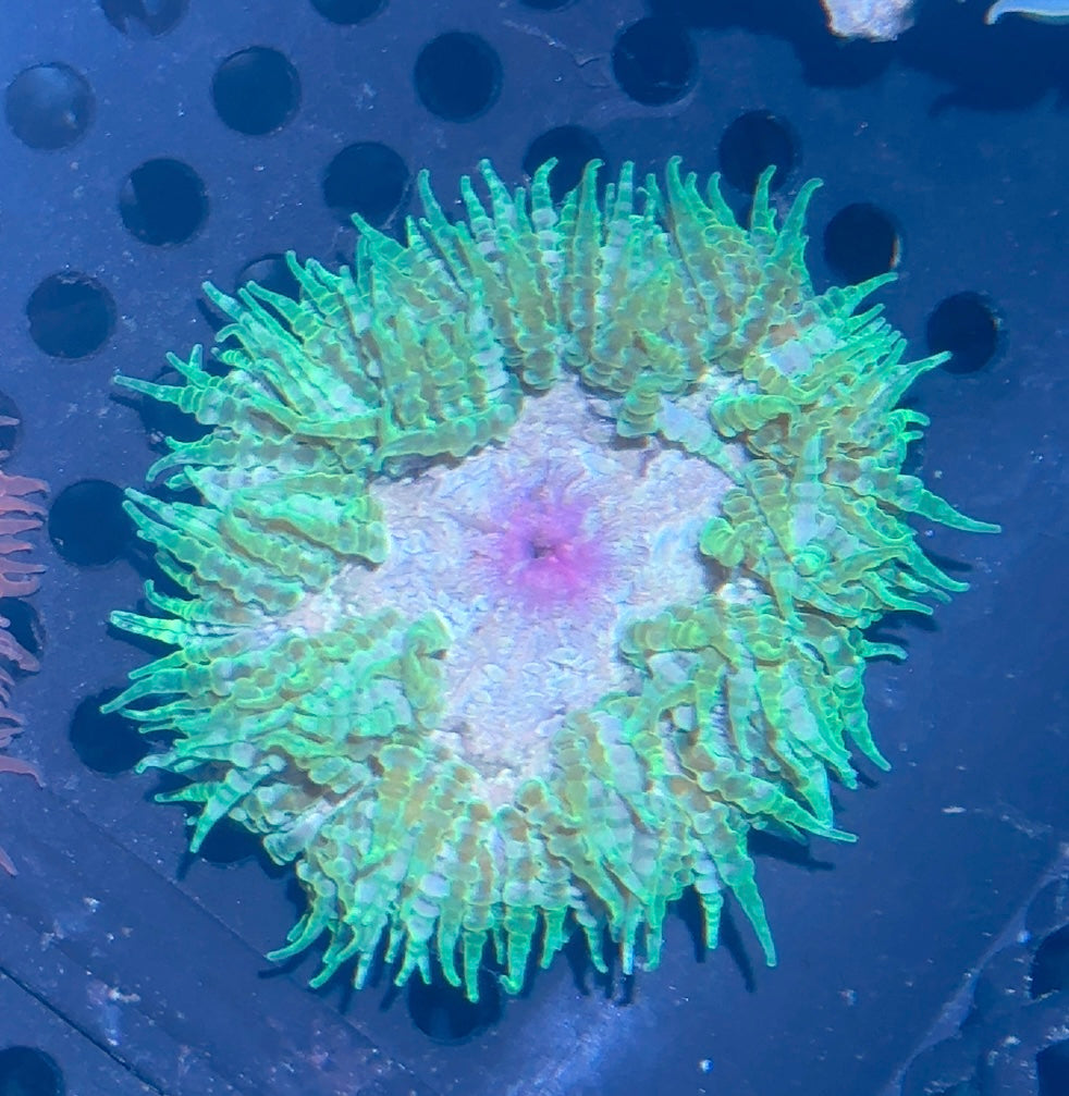 Rock Flower Anemone
