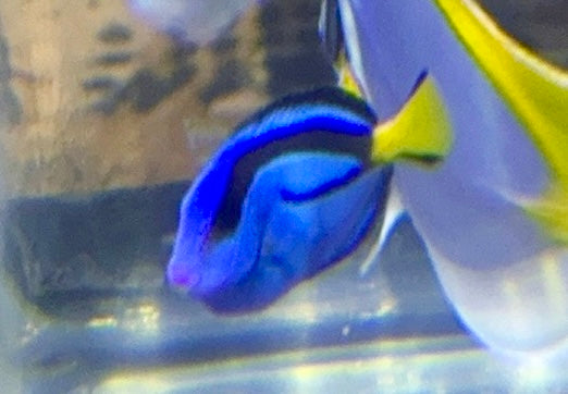 Blue Tang 1.75”