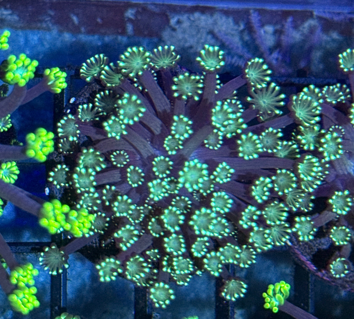 Gonipora Frag
