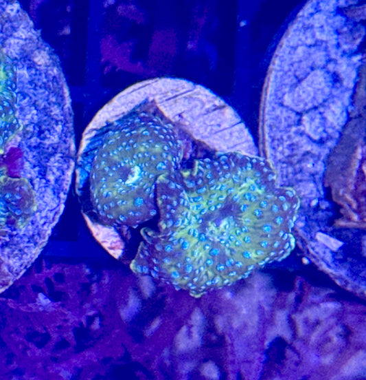 Disco Mushroom