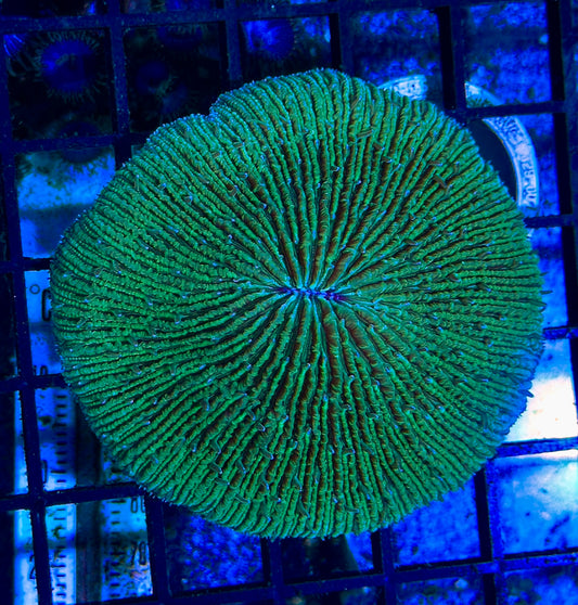Fragile Fungia Plate Coral