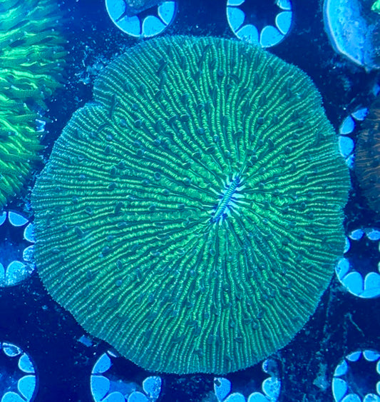 Fragile Fungia Plate