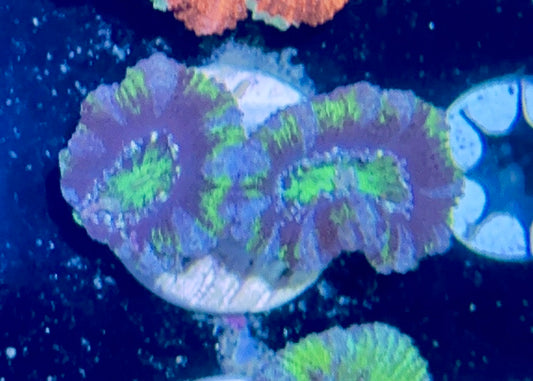 Acan Frag