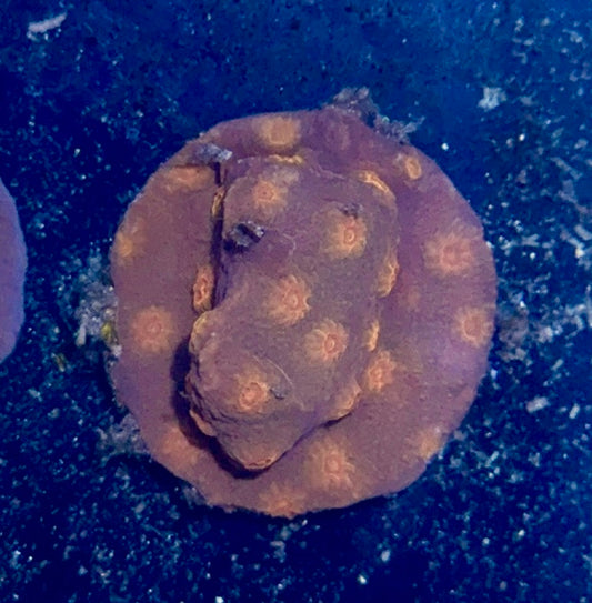 Lepto Frag
